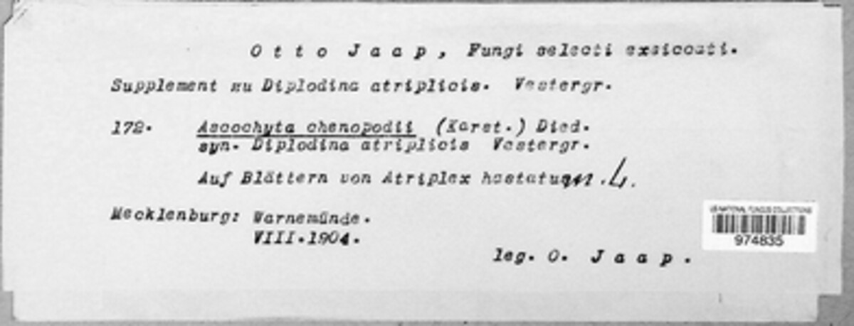 Ascochyta chenopodii image